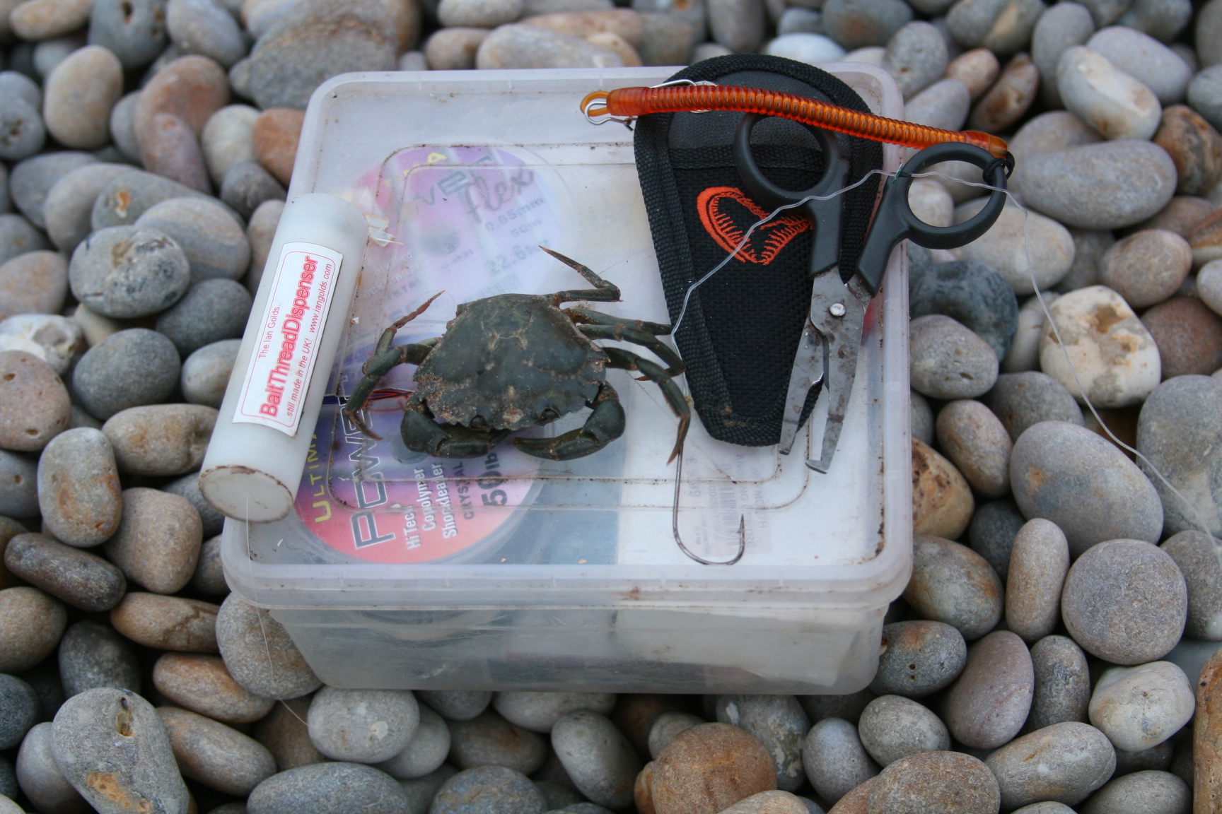 How to hook and rig Peeler Crabs Fishing Tails