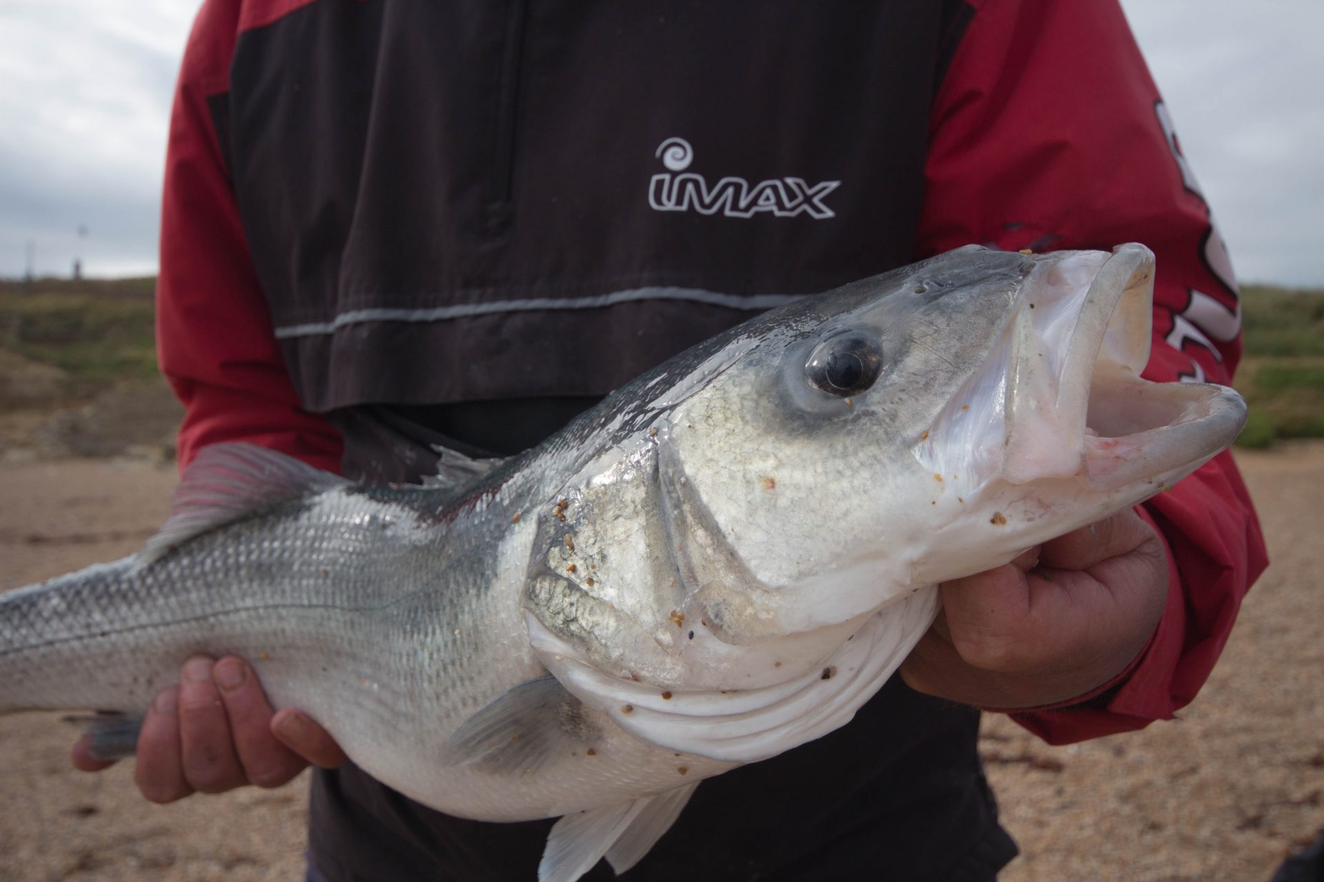 Bass fishing on Chesil Beach, when its at its best Fishing Tails