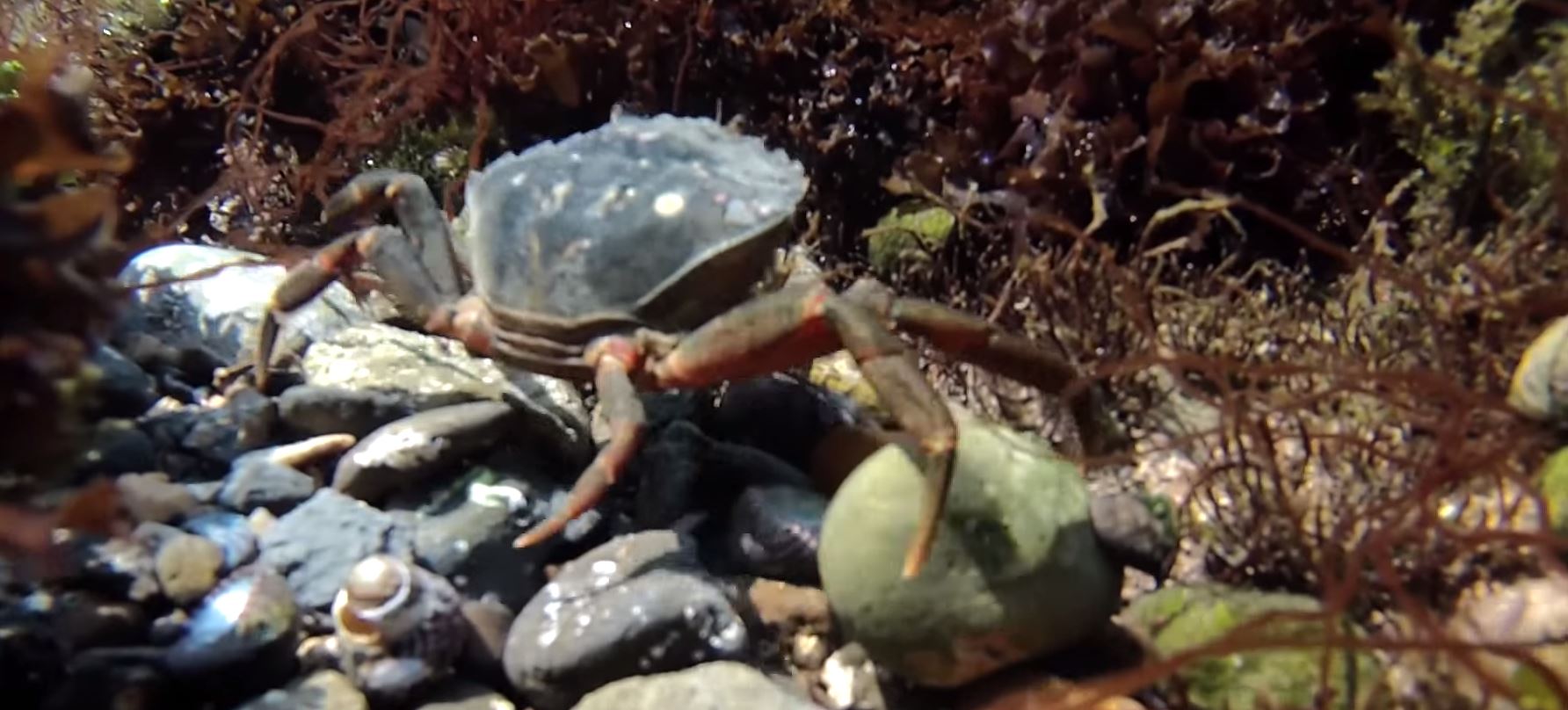 How to find and collect Peeler Crabs | | Fishing Tails