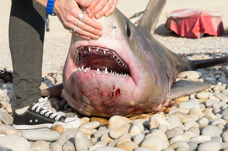 Porbeagle Shark landed at Chesil Cove | Fishing Tails