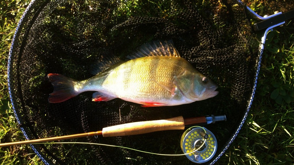 Fly fishing, Perch and Eternal Youth | Fishing Tails