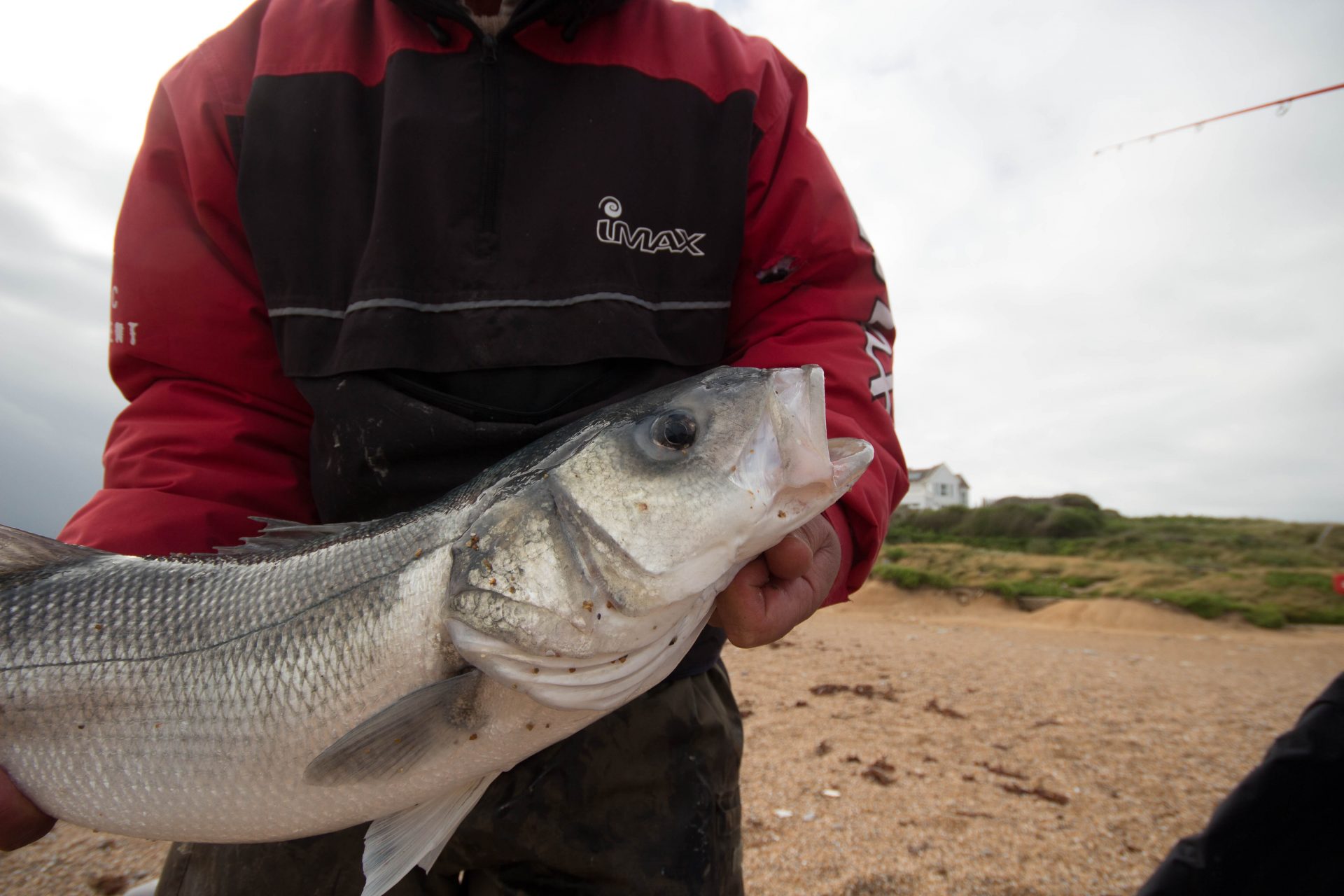 Bass fishing on Chesil Beach, when its at its best Fishing Tails