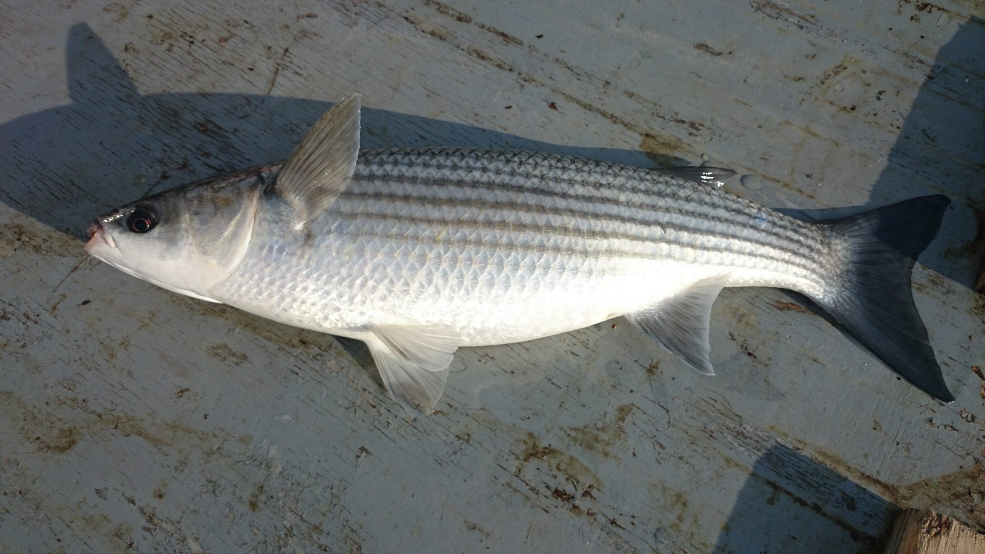 The Mullet Are Back Fishing Tails learn-more-about-the-striped-mullet-mugil-cephalus-and-other-marine