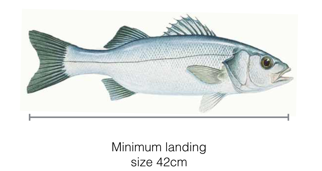 2018-update-minimum-landing-sizes-and-protection-status-for-common-uk