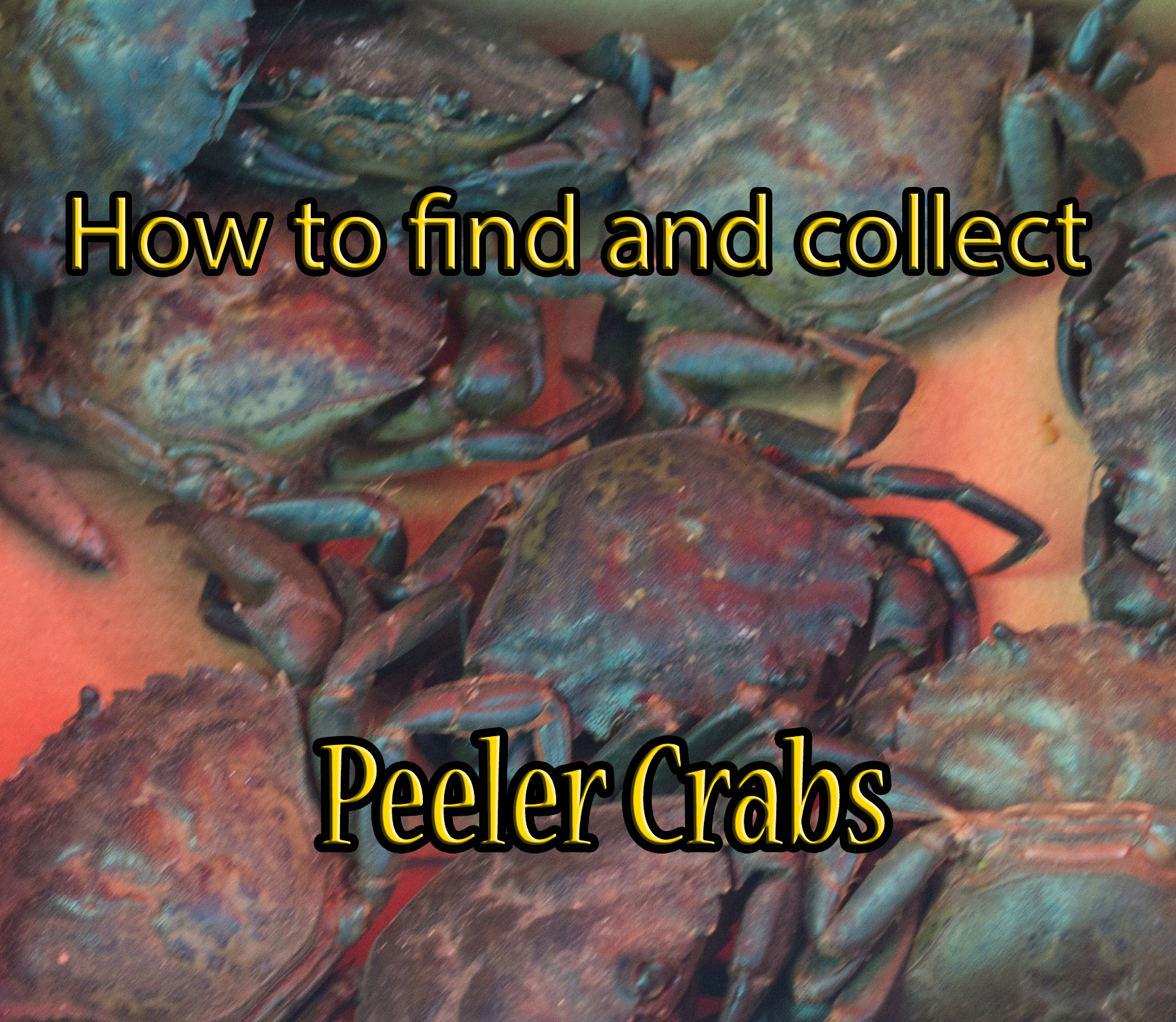 peeler crab fishing bait