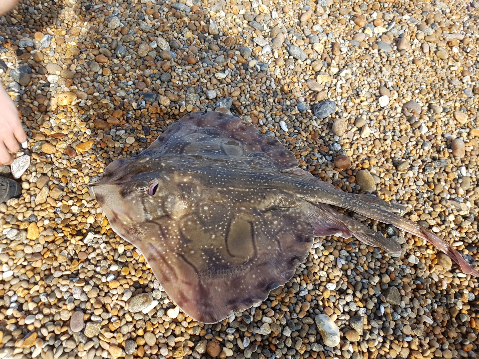 flat fish with tail flat fish with tail